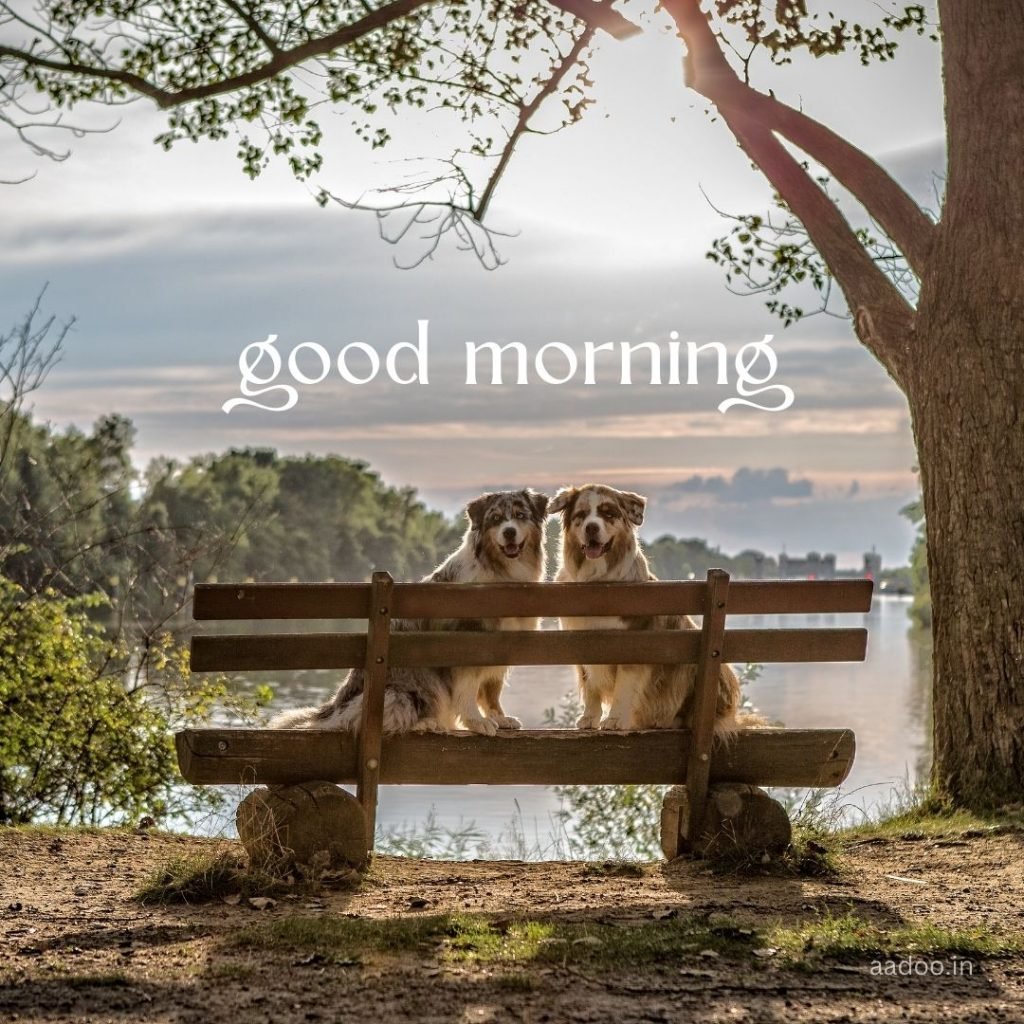 good morning images, new good morning images, good morning images hd, good morning images for whatsapp, good morning beautiful images, good morning image download, aadoo.in