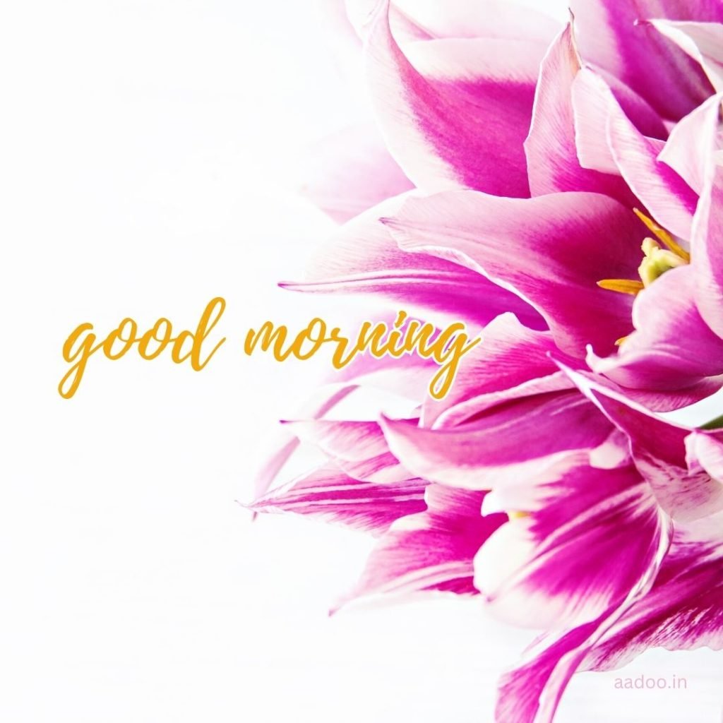 Good Morning Images Free Download, good morning images, new good morning images, good morning images hd, good morning images for whatsapp, good morning beautiful images, good morning image download, aadoo.in
