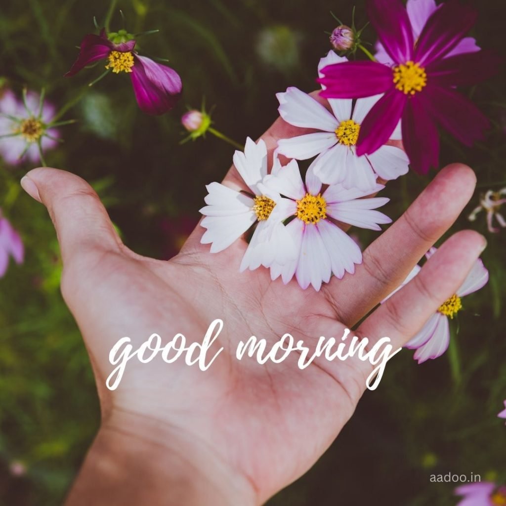 Good Morning Images Free Download, good morning images, new good morning images, good morning images hd, good morning images for whatsapp, good morning beautiful images, good morning image download, aadoo.in