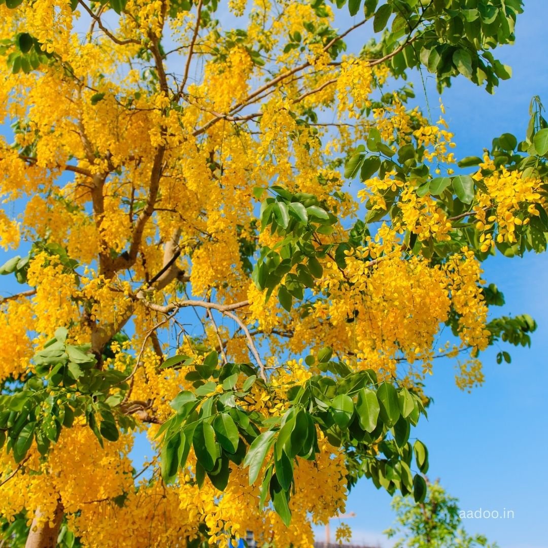 100+ Flower Tree Images - Aadoo : Good Morning Images | Status | Quotes ...