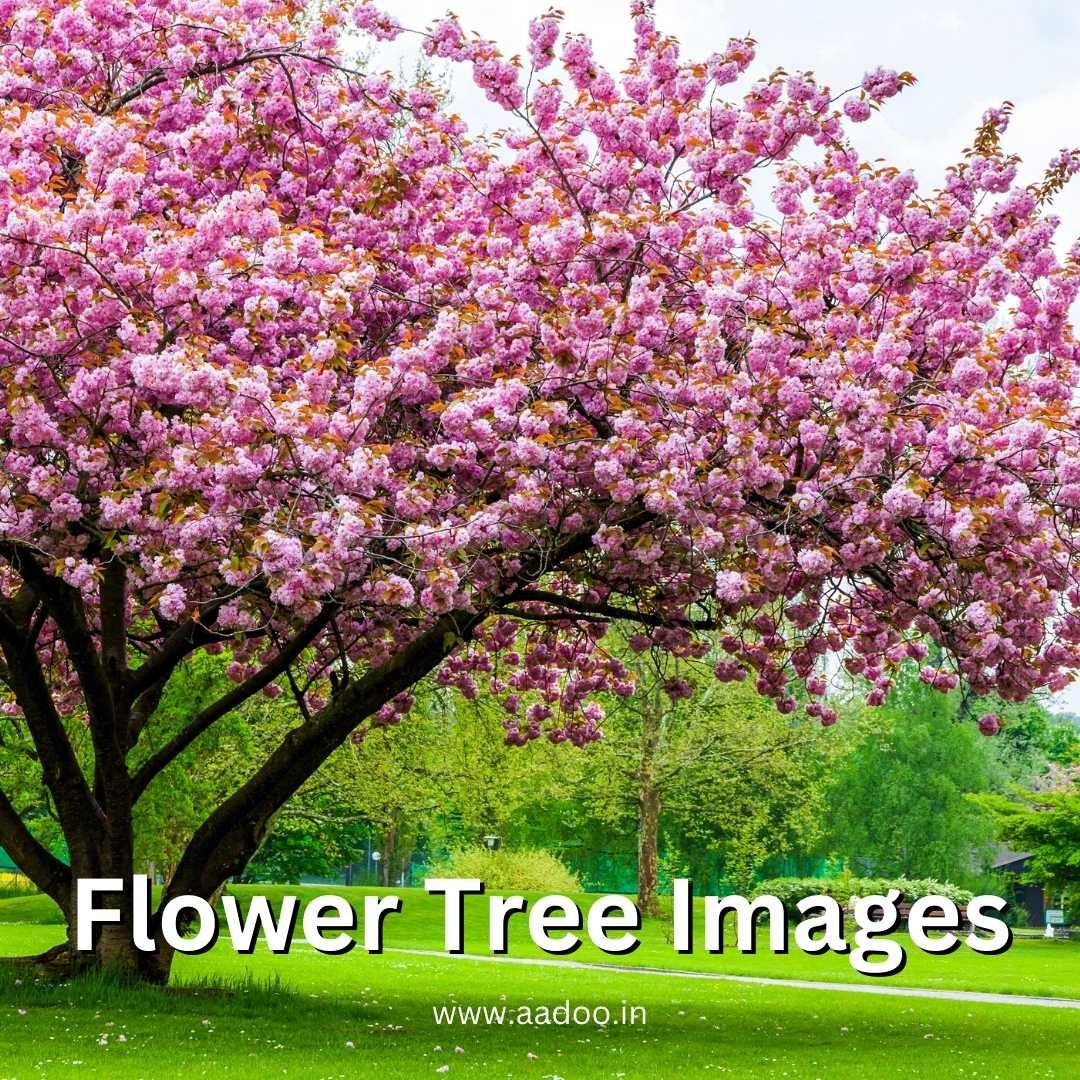 Flower Tree Images 77 - 100+ Flower Tree Images
