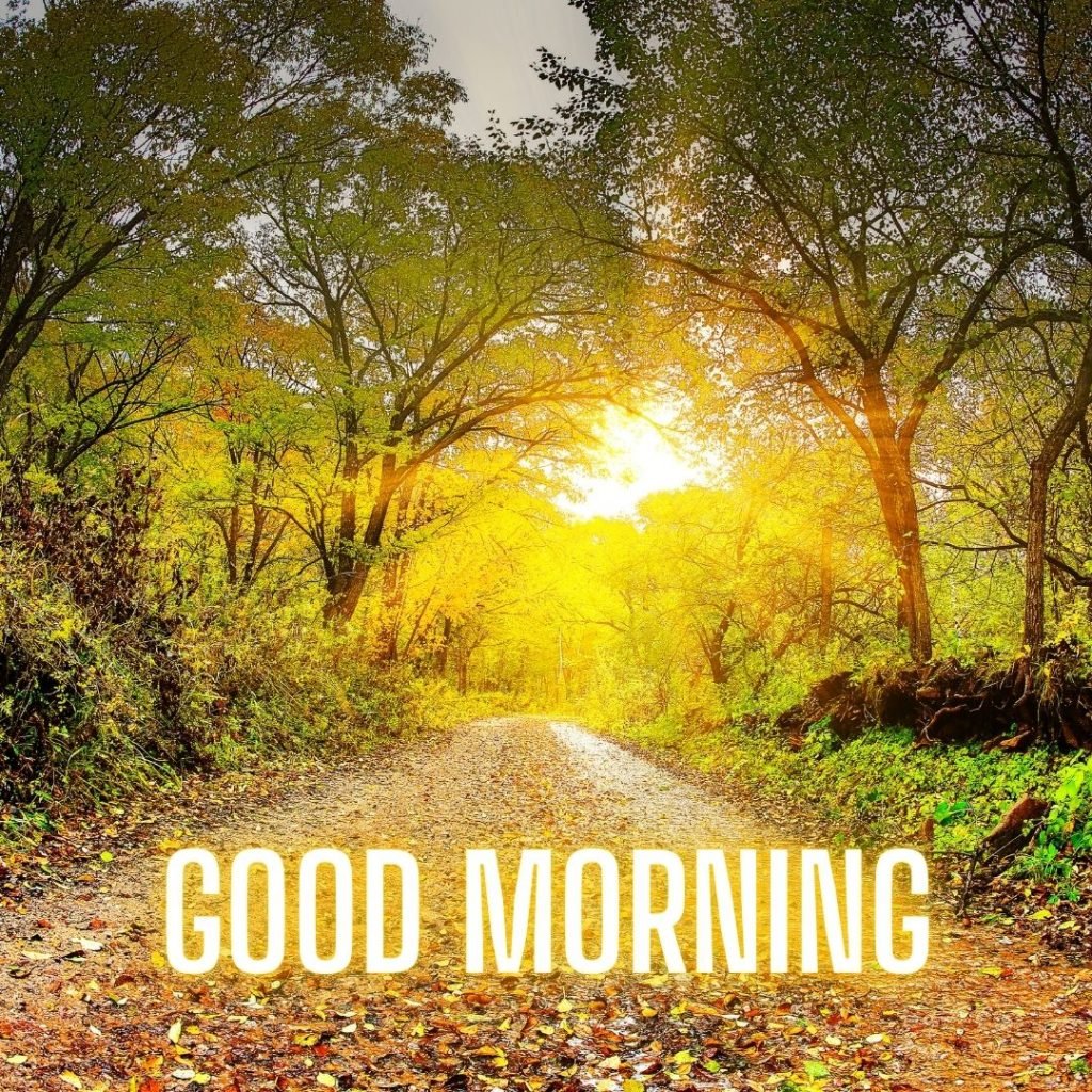 HD wallpaper: sky, tree, dawn, morning, sunlight, field, good morning,  landscape | Wallpaper Flare