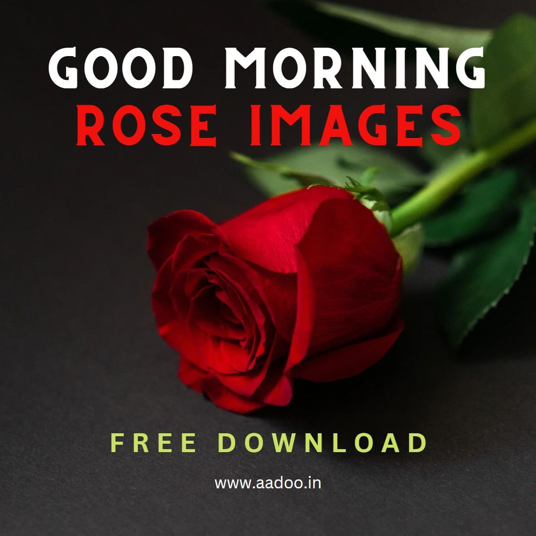 good morning rose images - Best 100+ Good Morning Rose Image