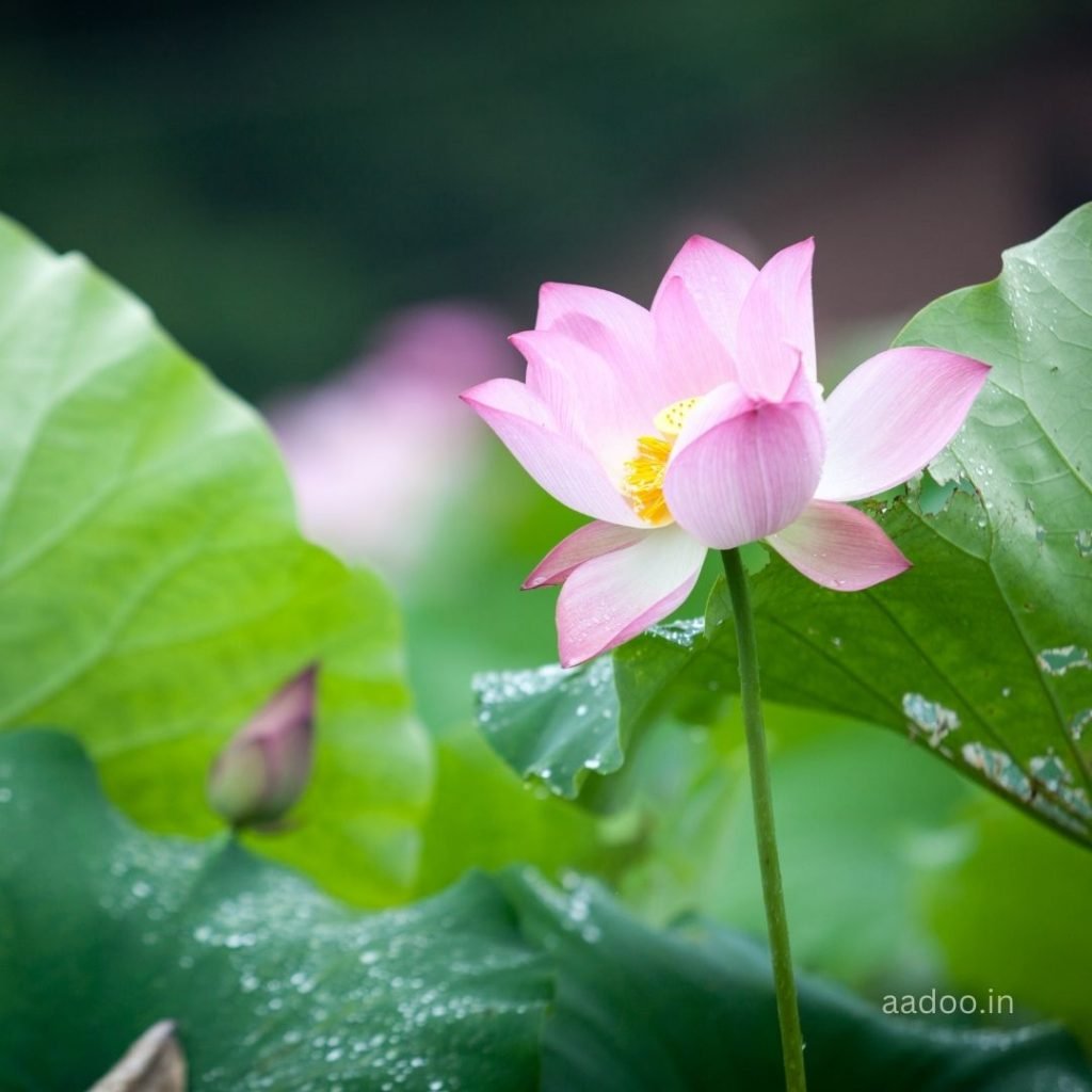 Lotus Images, Lotus Flower Images, Lotus Images HD, Beautiful Lotus Images, White Lotus Images , aadoo.in
