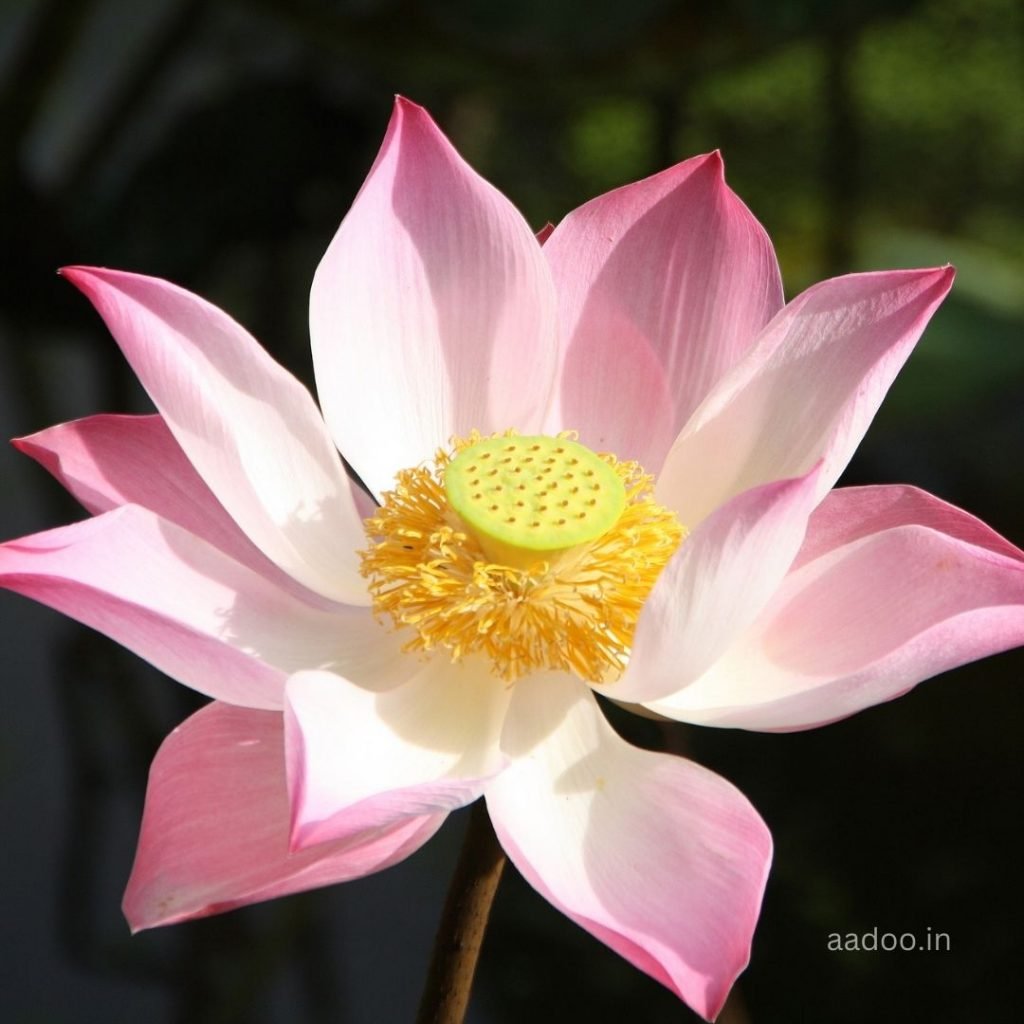 lotus images 141 - 250+ Lotus Images