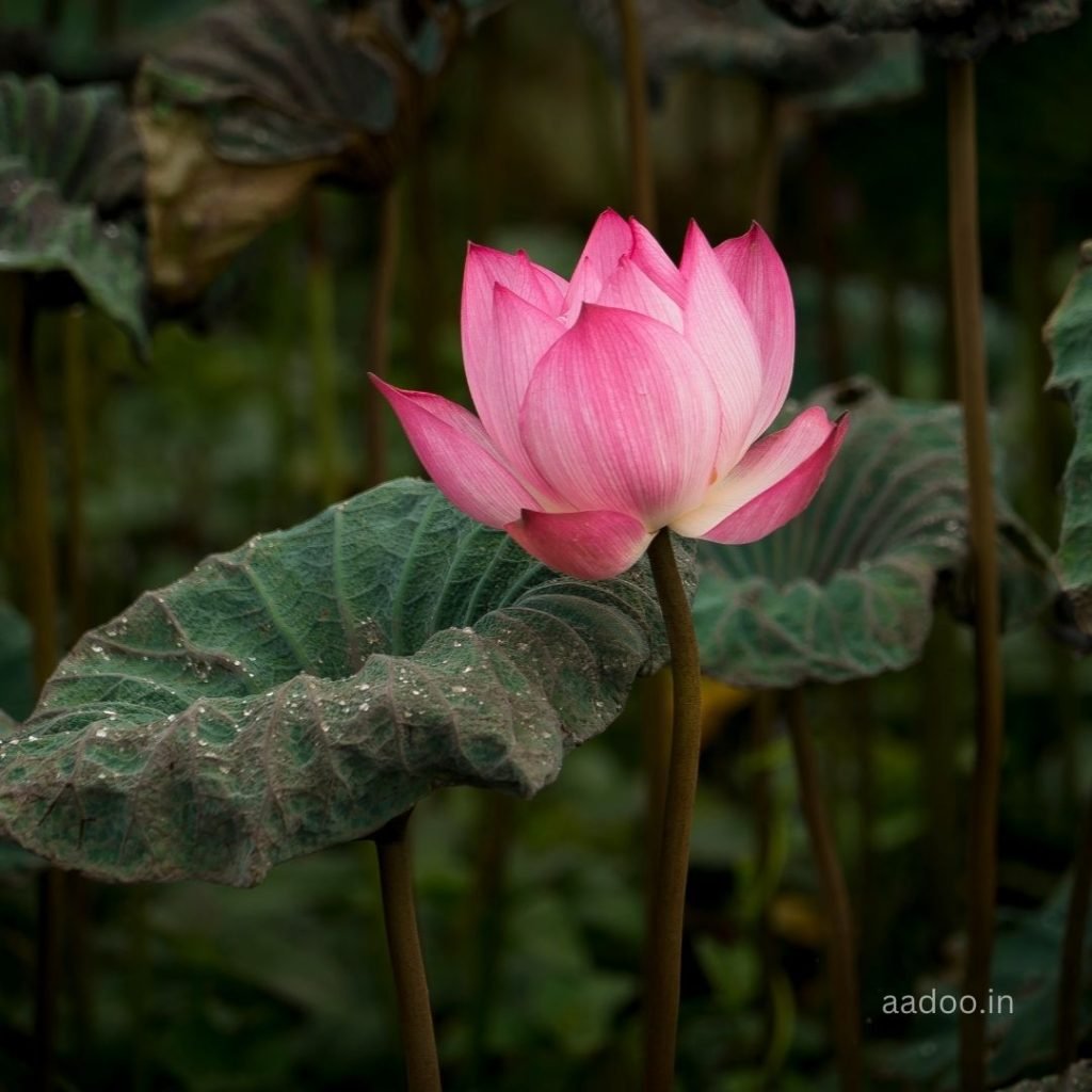 Lotus Images, Lotus Flower Images, Lotus Images HD, Beautiful Lotus Images, White Lotus Images , aadoo.in