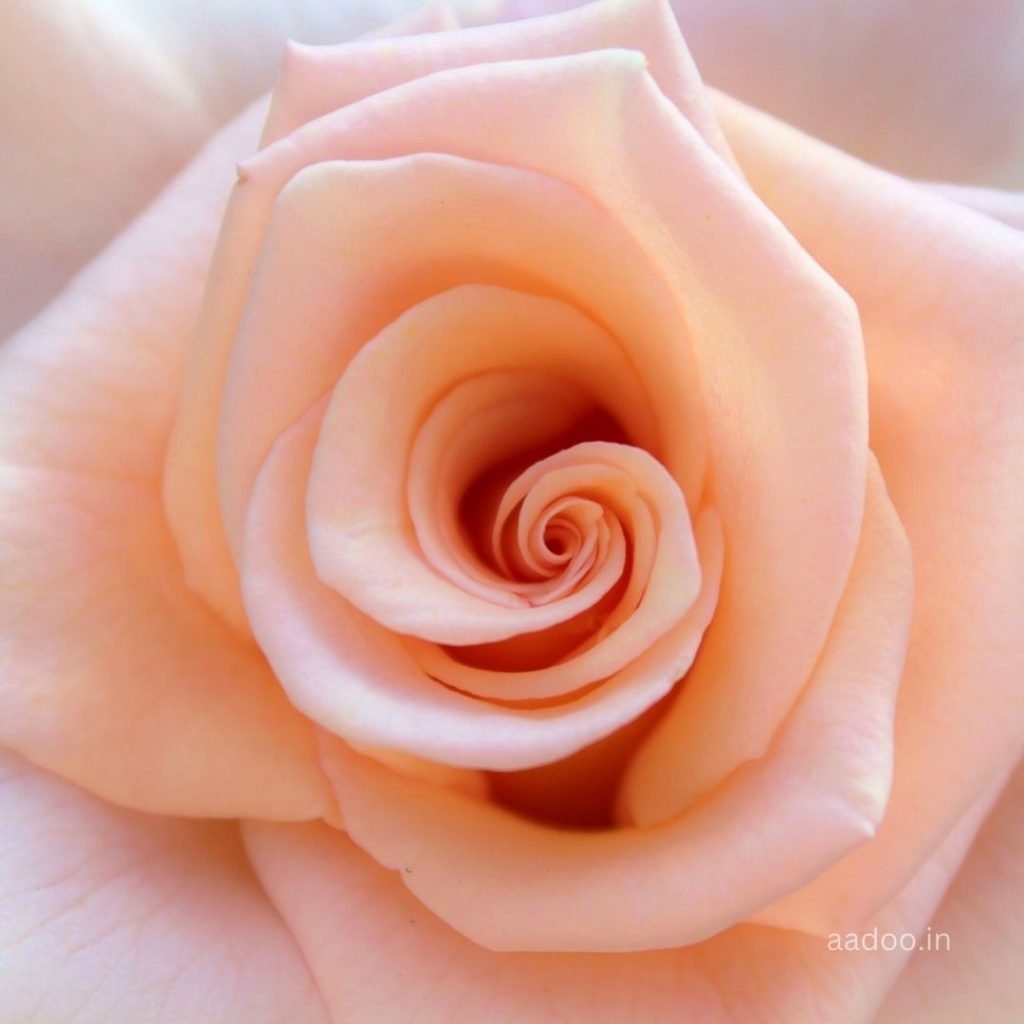 rose images, rose flower images, good morning rose images, red rose images, rose image hd, pink rose images, beautiful rose images, yellow rose images, rose, white rose images, aadoo.in