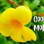 Good Morning Images Yellow Flowers, Good Morning Yellow Flowers Images, Good Morning Images with Yellow Flowers, Good Morning Yellow Flower Images, Good Morning Flower Images,