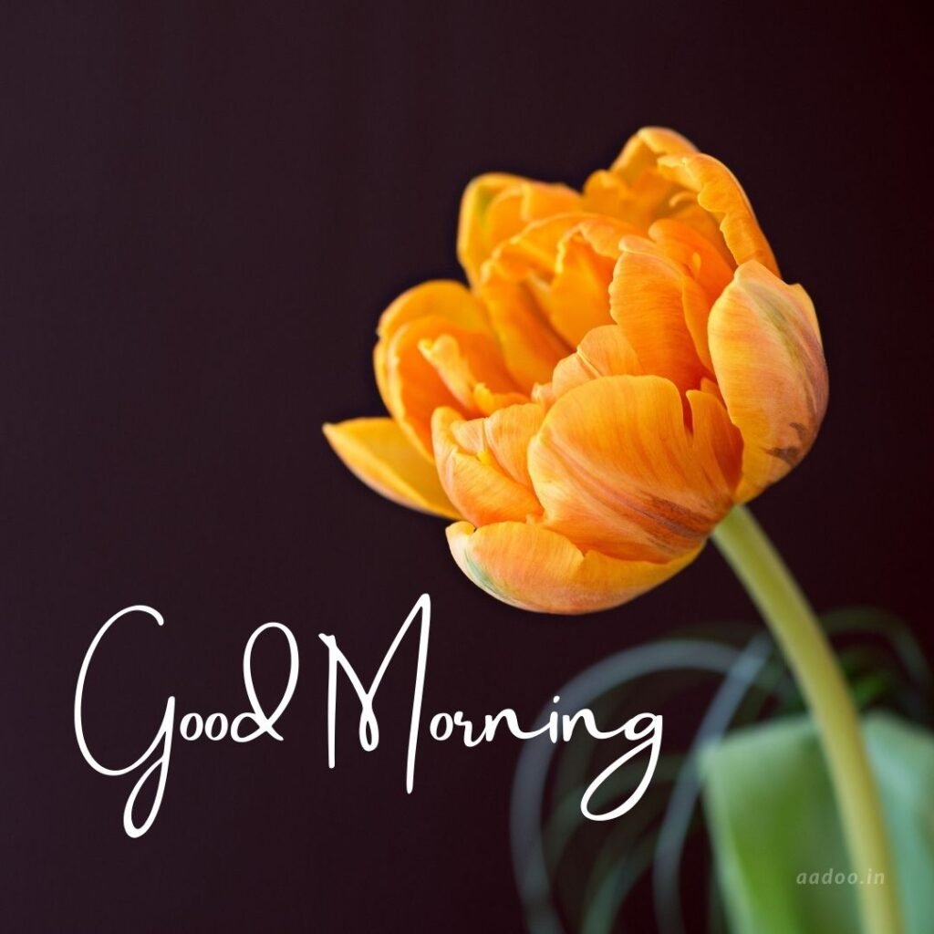 Good morning, flower, HD phone wallpaper | Peakpx