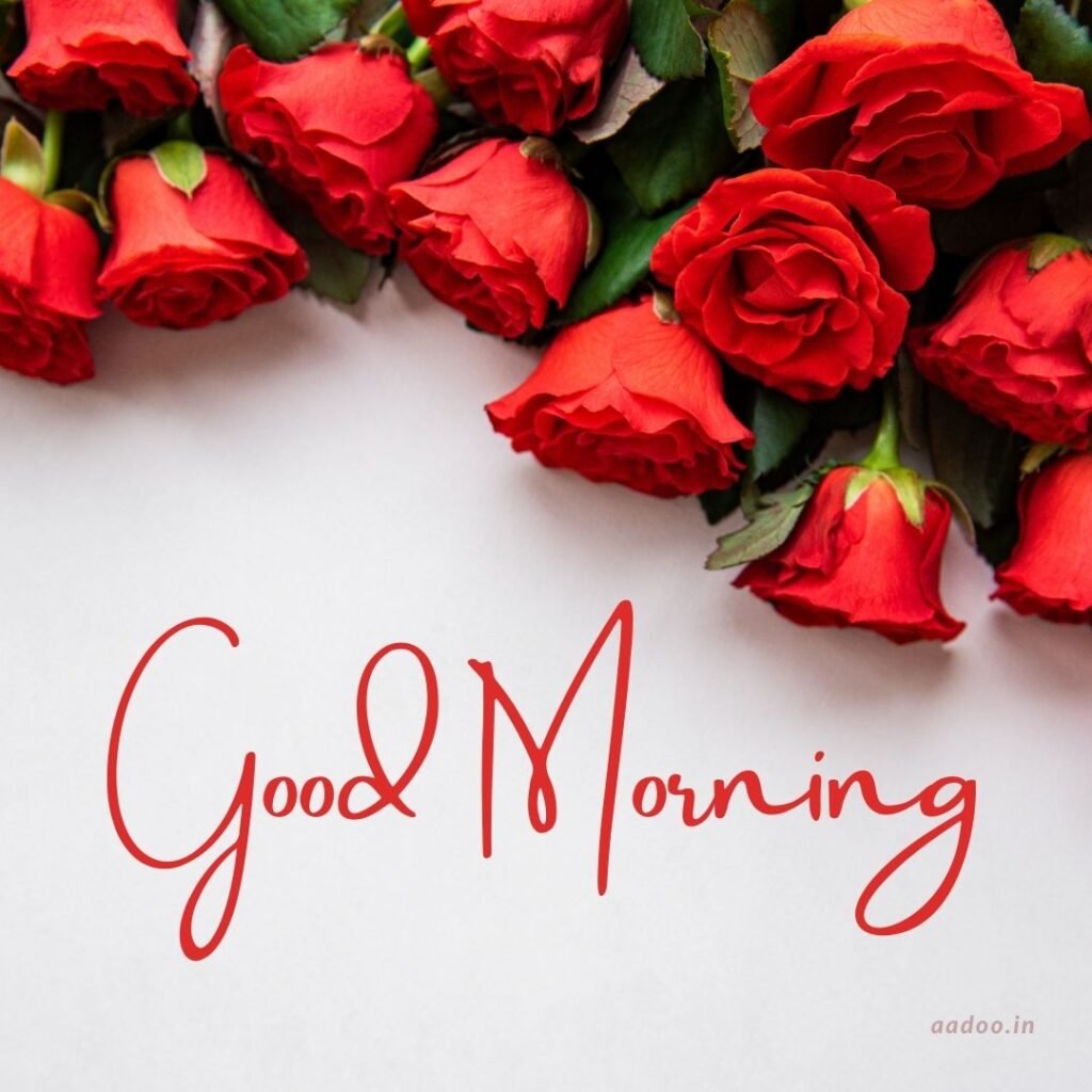 Good Morning 4K HD Images,
Good Morning Images,
Good Morning Images with Flowers,
Good Morning Images HD,
Good Morning Images New,
good morning image,
morning wishes images,
Good morning status,
Whatsapp good morning images,
good morning 4k hd images,
Todays special good morning images,
aadoo.in