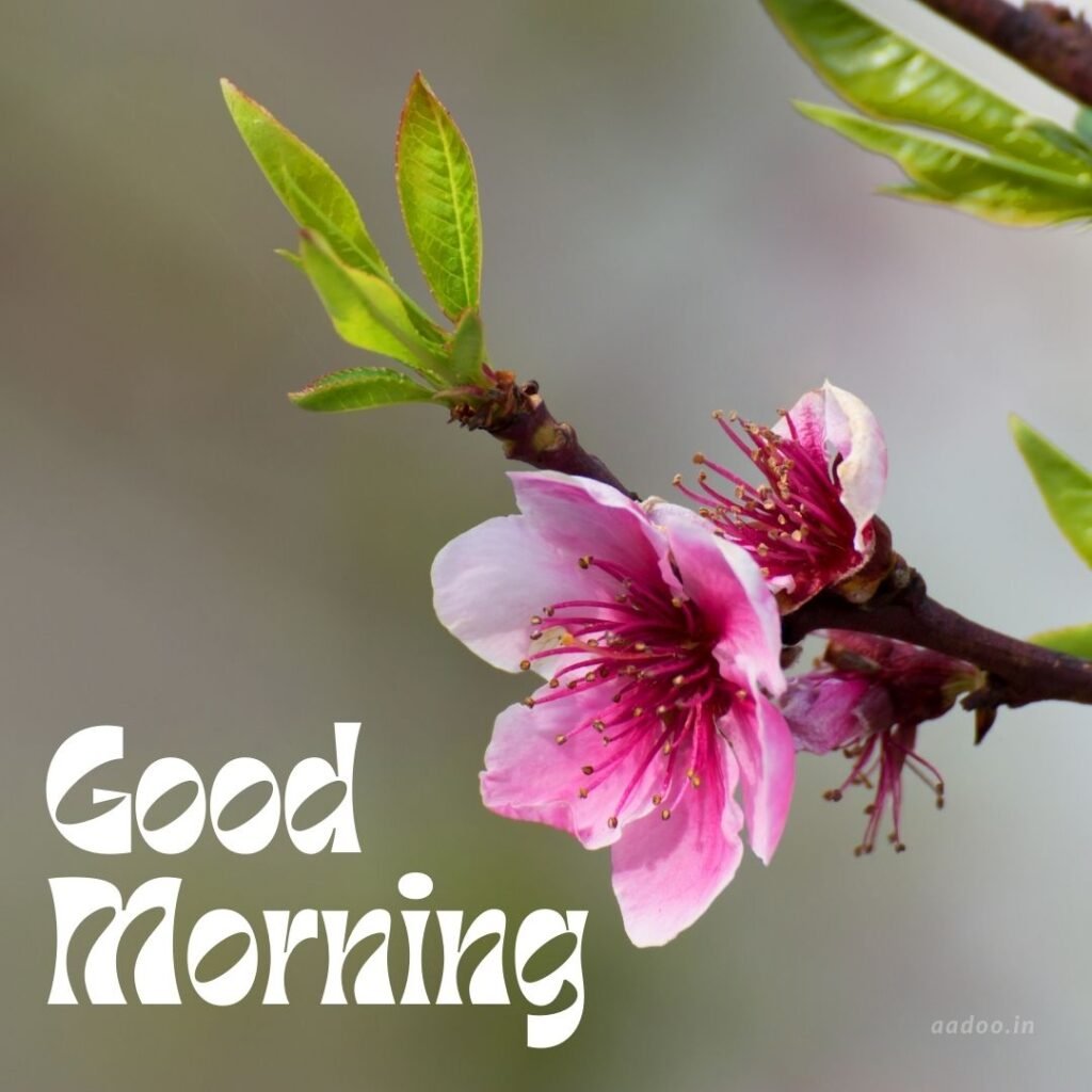 Good Morning 4K HD Images,
Good Morning Images,
Good Morning Images with Flowers,
Good Morning Images HD,
Good Morning Images New,
good morning image,
morning wishes images,
Good morning status,
Whatsapp good morning images,
good morning 4k hd images,
Todays special good morning images,
aadoo.in