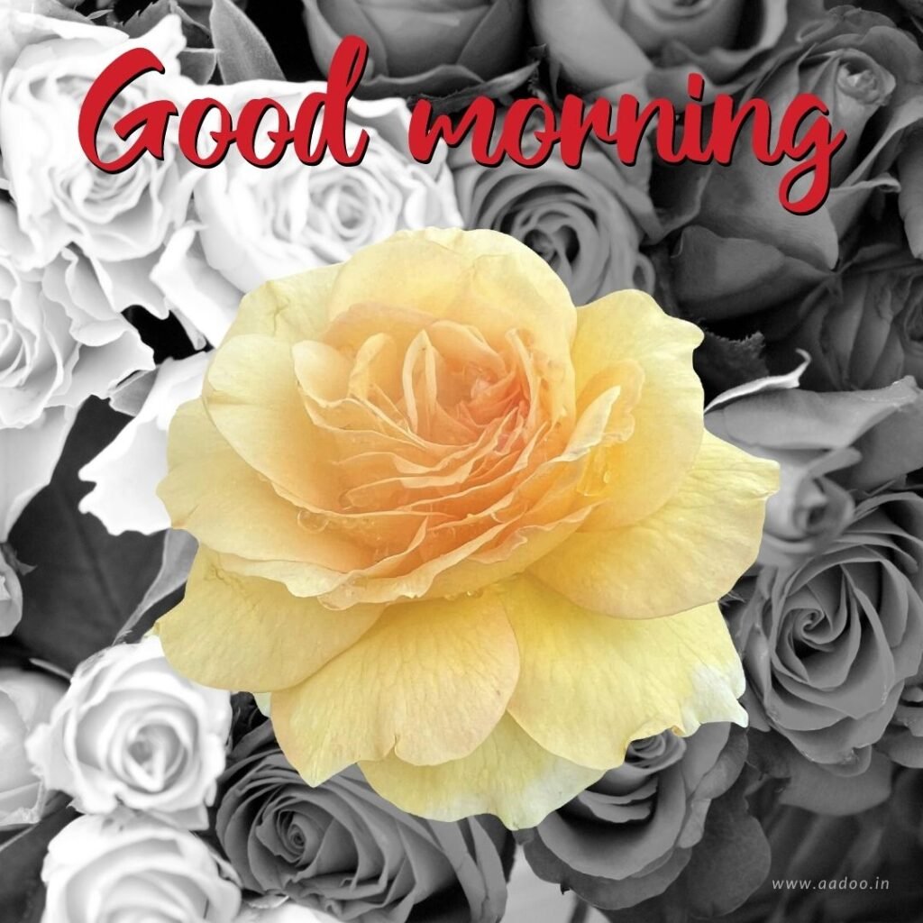Good Morning Images With Flowers, Good Morning Images With Flowers HD, Good Morning Images With Beautiful Flowers, Good Morning Images With Rose Flowers, Good Morning Flowers HD Photos, Good Morning With Flowers, Good Morning Flowers Pictures for Whatsapp, Good Morning With Fresh Flowers, Good morning Flowers images free download for Whatsapp, Sweet Romantic Good Morning Rose Flowers, Good Morning Flower Images Status, Good Morning Images With Flowers DP, aadoo.in