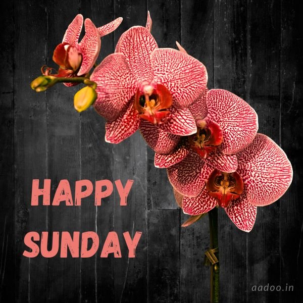 Happy Sunday Images, Happy Sunday, Images for Happy Sunday, Good Morning Happy Sunday, Happy Blessed Sunday, Beautiful happy sunday images, aadoo.in