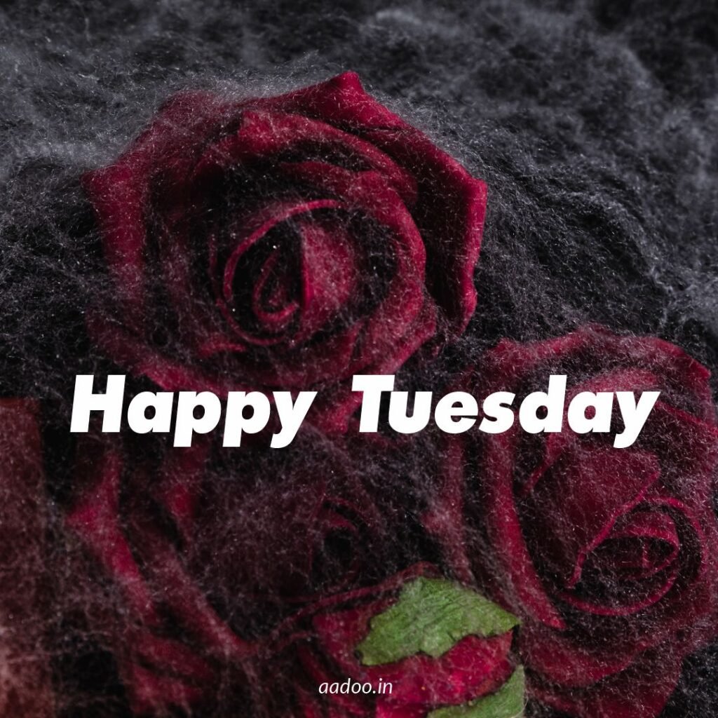 Happy Tuesday Images, Happy Tuesday Images and Quotes Happy Tuesday, Good Morning Happy Tuesday, Images of Happy Tuesday, Happy Tuesday Quotes, Tuesday Happiness, Happy Tuesday Blessings, Images for Happy Tuesday, Images Happy Tuesday, Tuesday Happy Quotes, Happy Tuesday Images for Whatsapp, Happy Good Morning Tuesday Images, good morning happy tuesday images, happy tuesday images, Happy Tuesday Morning Images, aadoo.in