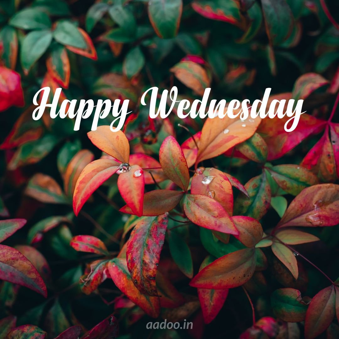 125+ Happy Wednesday Images and Quotes