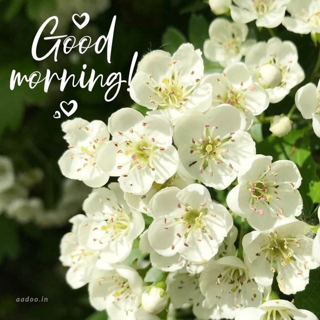 Good Morning Images White Flowers,White Flowers Good Morning Images, Good Morning White Flower Images, Good Morning Images with White Flowers, Good Morning White Flowers Images HD, Good Morning Images of White Flowers, White Flowers, white rose, white lily flower, Flower white, white flower, aadoo.in