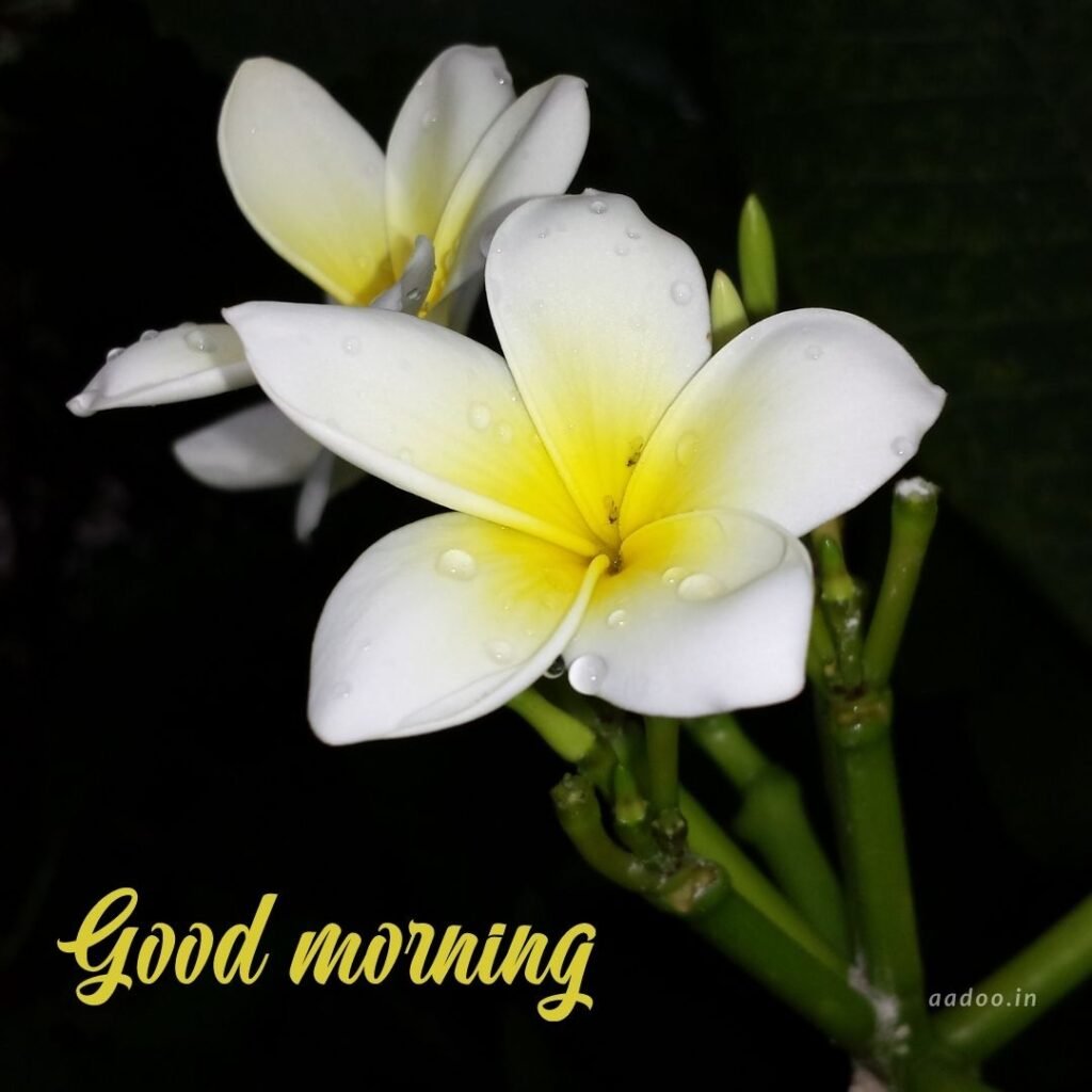 Good Morning Images White Flowers,White Flowers Good Morning Images, Good Morning White Flower Images, Good Morning Images with White Flowers, Good Morning White Flowers Images HD, Good Morning Images of White Flowers, White Flowers, white rose, white lily flower, Flower white, white flower, aadoo.in