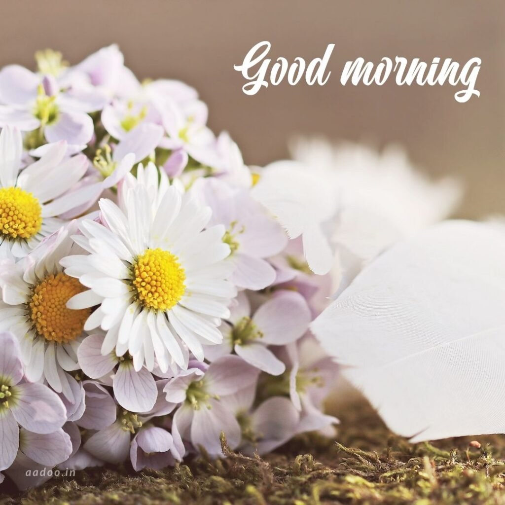 Good Morning Images White Flowers,White Flowers Good Morning Images, Good Morning White Flower Images, Good Morning Images with White Flowers, Good Morning White Flowers Images HD, Good Morning Images of White Flowers, White Flowers, white rose, white lily flower, Flower white, white flower, aadoo.in