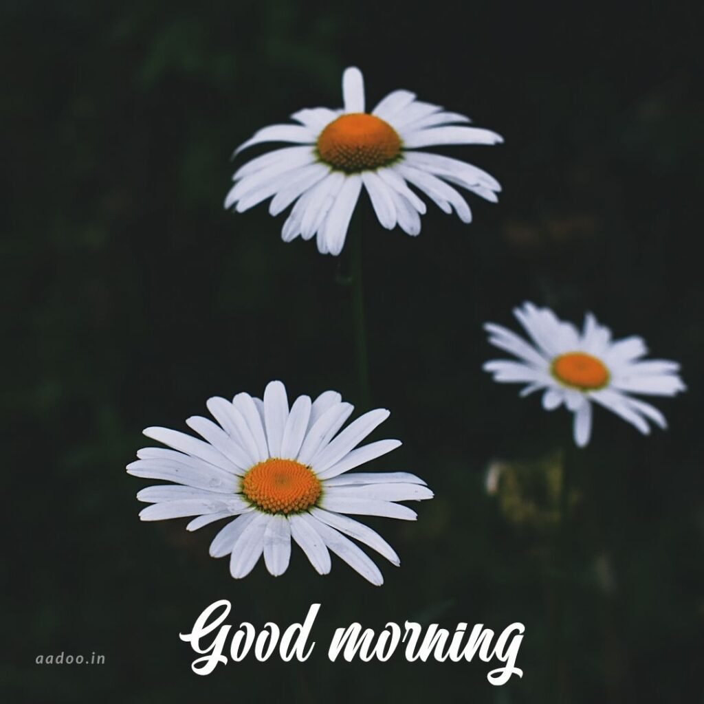 Good Morning Images White Flowers,White Flowers Good Morning Images, Good Morning White Flower Images, Good Morning Images with White Flowers, Good Morning White Flowers Images HD, Good Morning Images of White Flowers, White Flowers, white rose, white lily flower, Flower white, white flower, aadoo.in