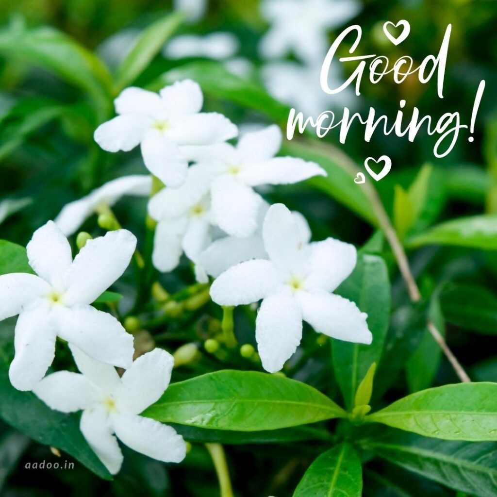 Good Morning Images White Flowers,White Flowers Good Morning Images, Good Morning White Flower Images, Good Morning Images with White Flowers, Good Morning White Flowers Images HD, Good Morning Images of White Flowers, White Flowers, white rose, white lily flower, Flower white, white flower, aadoo.in