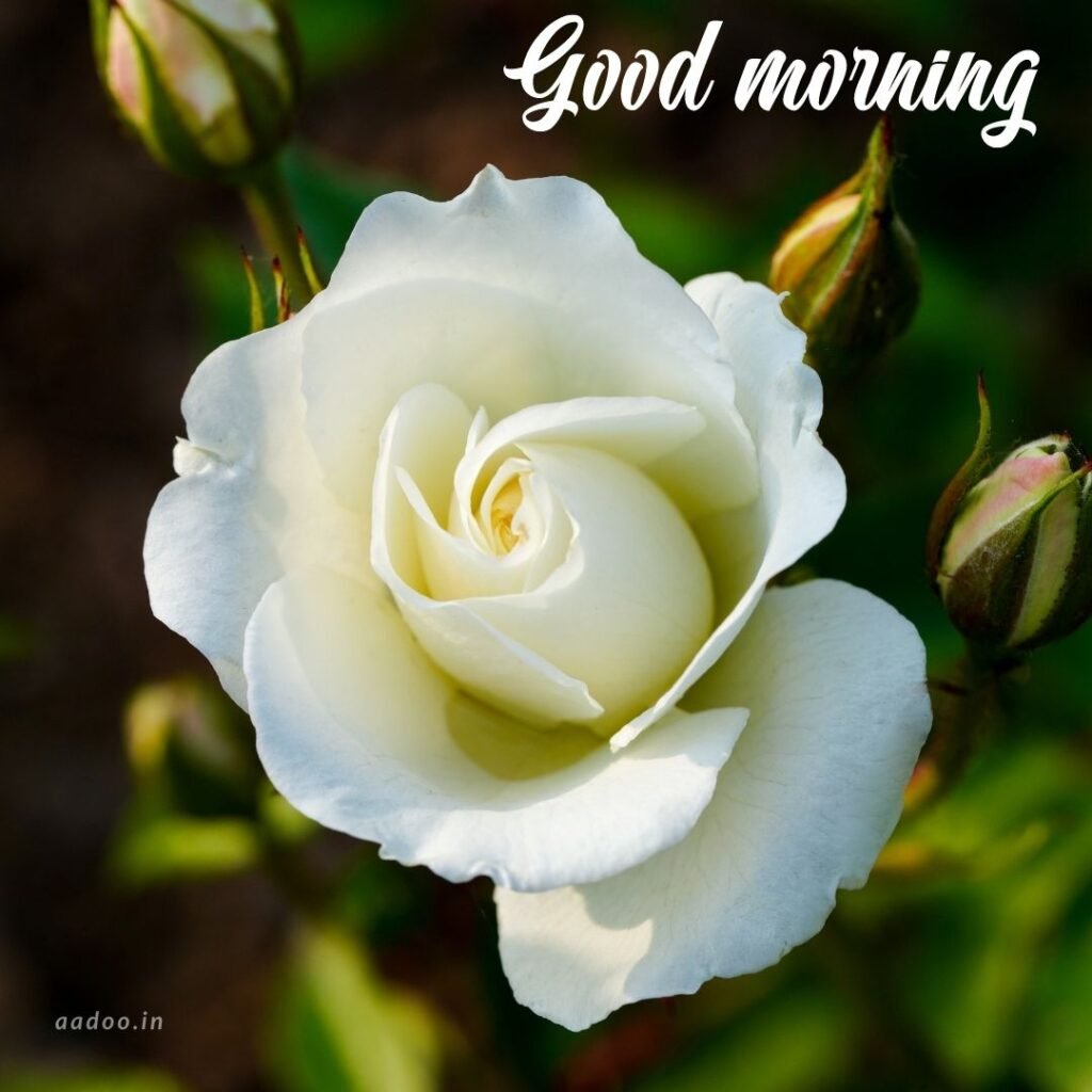 Good Morning Images White Flowers,White Flowers Good Morning Images, Good Morning White Flower Images, Good Morning Images with White Flowers, Good Morning White Flowers Images HD, Good Morning Images of White Flowers, White Flowers, white rose, white lily flower, Flower white, white flower, aadoo.in