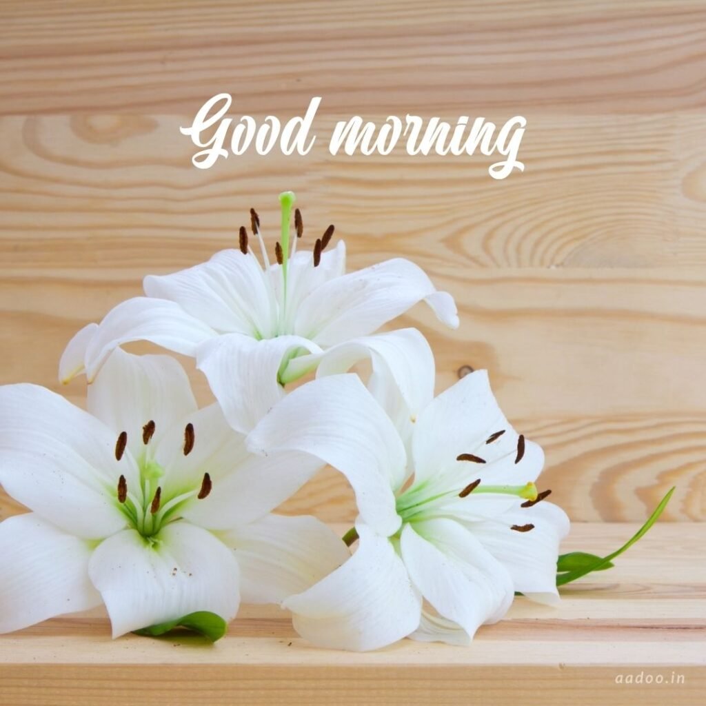 Good Morning Images White Flowers,White Flowers Good Morning Images, Good Morning White Flower Images, Good Morning Images with White Flowers, Good Morning White Flowers Images HD, Good Morning Images of White Flowers, White Flowers, white rose, white lily flower, Flower white, white flower, aadoo.in