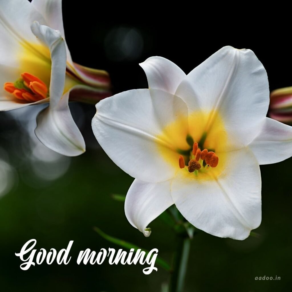 Good Morning Images White Flowers,White Flowers Good Morning Images, Good Morning White Flower Images, Good Morning Images with White Flowers, Good Morning White Flowers Images HD, Good Morning Images of White Flowers, White Flowers, white rose, white lily flower, Flower white, white flower, aadoo.in