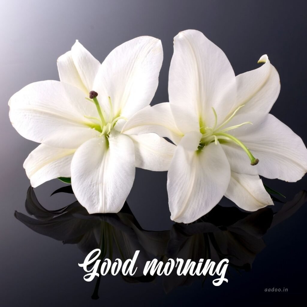 Good Morning Images White Flowers,White Flowers Good Morning Images, Good Morning White Flower Images, Good Morning Images with White Flowers, Good Morning White Flowers Images HD, Good Morning Images of White Flowers, White Flowers, white rose, white lily flower, Flower white, white flower, aadoo.in