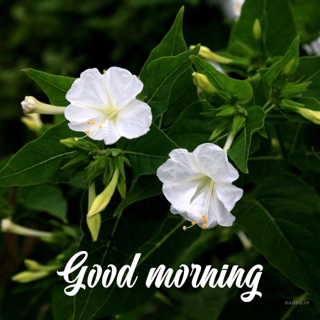 Good Morning Images White Flowers,White Flowers Good Morning Images, Good Morning White Flower Images, Good Morning Images with White Flowers, Good Morning White Flowers Images HD, Good Morning Images of White Flowers, White Flowers, white rose, white lily flower, Flower white, white flower, aadoo.in