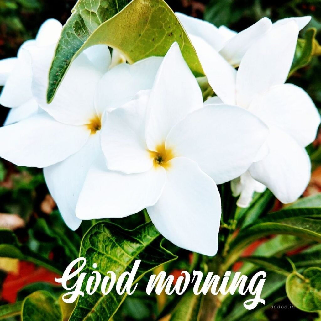 Good Morning Images White Flowers,White Flowers Good Morning Images, Good Morning White Flower Images, Good Morning Images with White Flowers, Good Morning White Flowers Images HD, Good Morning Images of White Flowers, White Flowers, white rose, white lily flower, Flower white, white flower, aadoo.in