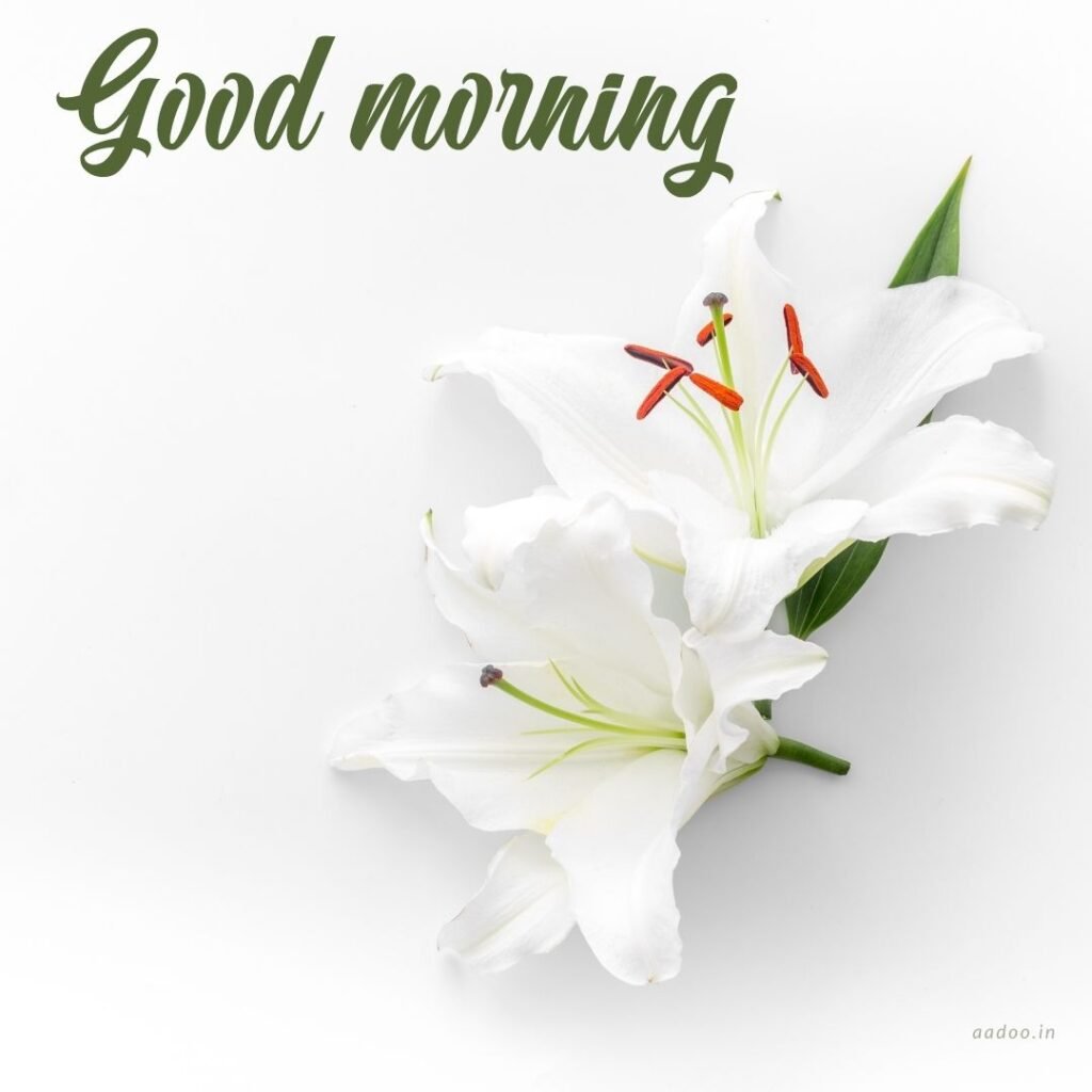 Good Morning Images White Flowers,White Flowers Good Morning Images, Good Morning White Flower Images, Good Morning Images with White Flowers, Good Morning White Flowers Images HD, Good Morning Images of White Flowers, White Flowers, white rose, white lily flower, Flower white, white flower, aadoo.in