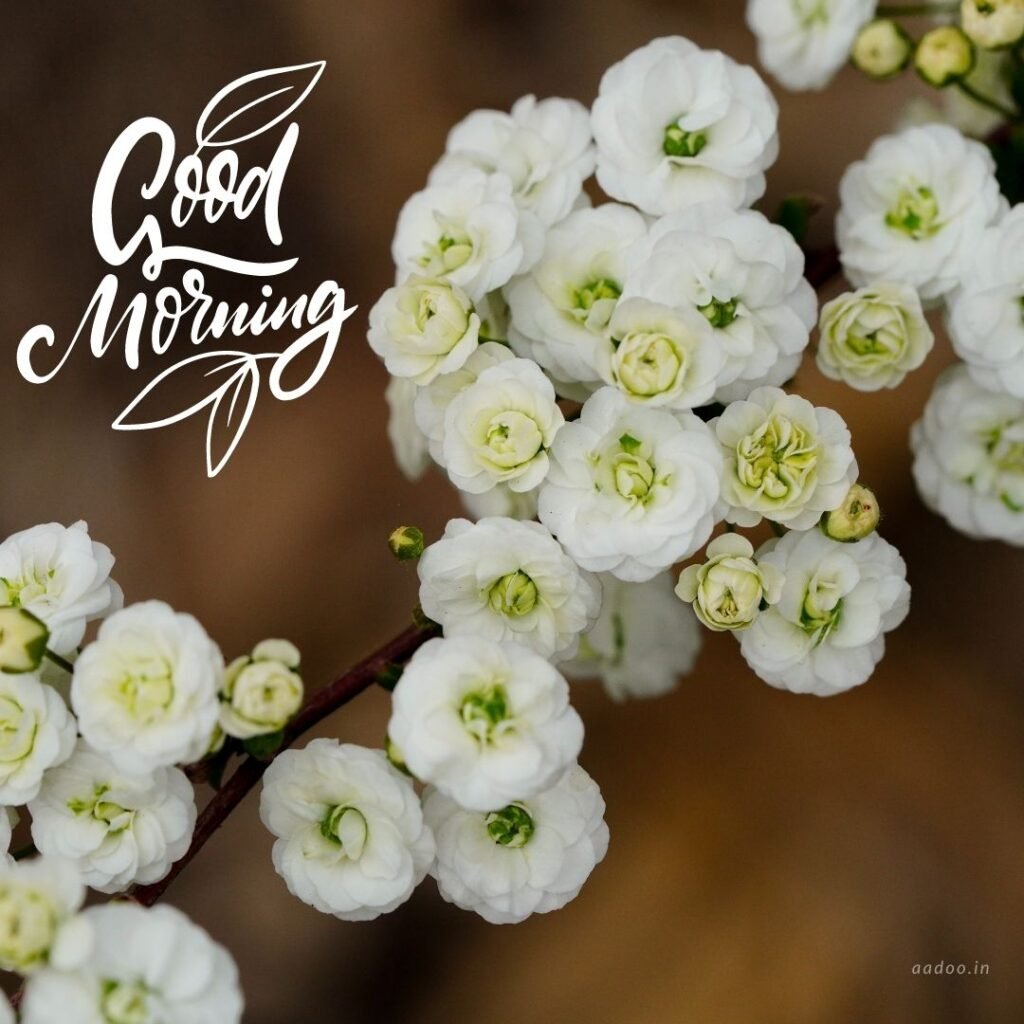 Good Morning Images White Flowers,White Flowers Good Morning Images, Good Morning White Flower Images, Good Morning Images with White Flowers, Good Morning White Flowers Images HD, Good Morning Images of White Flowers, White Flowers, white rose, white lily flower, Flower white, white flower, aadoo.in