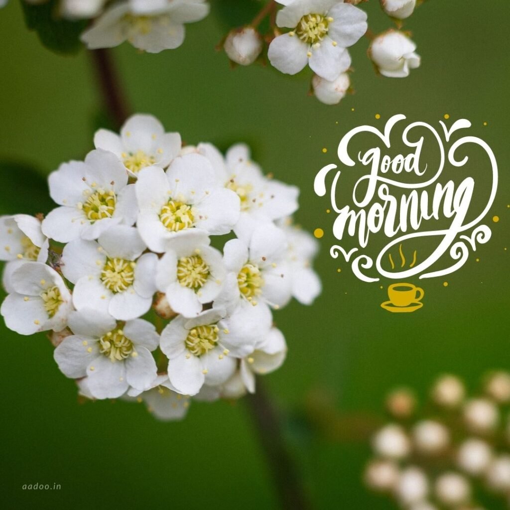 Good Morning Images White Flowers,White Flowers Good Morning Images, Good Morning White Flower Images, Good Morning Images with White Flowers, Good Morning White Flowers Images HD, Good Morning Images of White Flowers, White Flowers, white rose, white lily flower, Flower white, white flower, aadoo.in