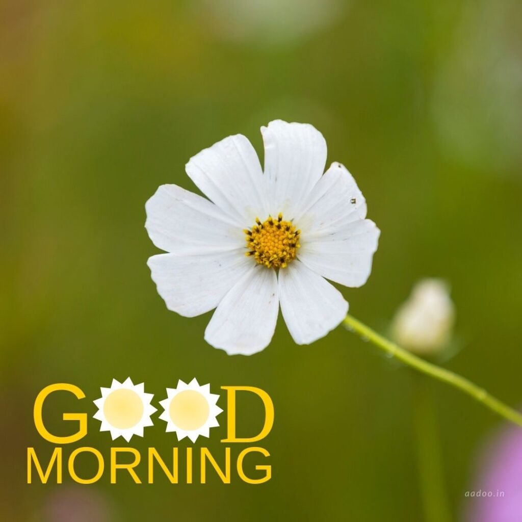 Good Morning Images White Flowers,White Flowers Good Morning Images, Good Morning White Flower Images, Good Morning Images with White Flowers, Good Morning White Flowers Images HD, Good Morning Images of White Flowers, White Flowers, white rose, white lily flower, Flower white, white flower, aadoo.in