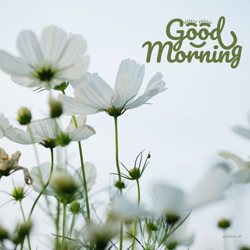 Good Morning Images White Flowers,White Flowers Good Morning Images, Good Morning White Flower Images, Good Morning Images with White Flowers, Good Morning White Flowers Images HD, Good Morning Images of White Flowers, White Flowers, white rose, white lily flower, Flower white, white flower, aadoo.in