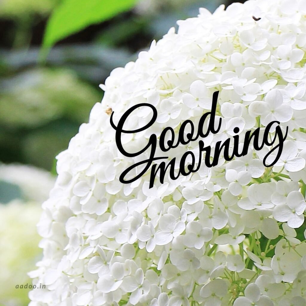 Good Morning Images White Flowers,White Flowers Good Morning Images, Good Morning White Flower Images, Good Morning Images with White Flowers, Good Morning White Flowers Images HD, Good Morning Images of White Flowers, White Flowers, white rose, white lily flower, Flower white, white flower, aadoo.in