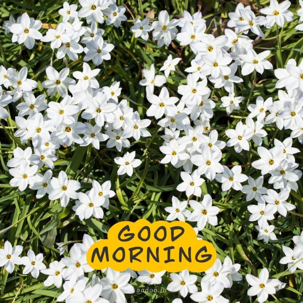 Good Morning Images White Flowers,White Flowers Good Morning Images, Good Morning White Flower Images, Good Morning Images with White Flowers, Good Morning White Flowers Images HD, Good Morning Images of White Flowers, White Flowers, white rose, white lily flower, Flower white, white flower, aadoo.in