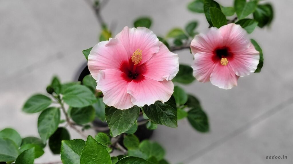 Pink Hibiscus Flower, Hibiscus Flower Images, Pink Hibiscus Flower Images, Hybrid Pink Hibiscus Flower, Hybrid Pink Hibiscus Flower Images, Hybrid Hibiscus Flower, Hybrid Hibiscus Flower Images, aadoo.in