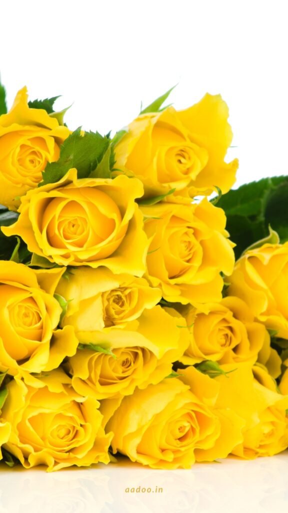 Yellow Flowers, Yellow Flowers Images, Yellow Colour Flowers, Yellow Flower Background, Yellow Rost Flower, Yellow Rose, Yellow Flower, aadoo.in