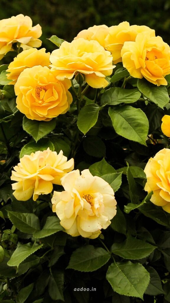 Yellow Flowers, Yellow Flowers Images, Yellow Colour Flowers, Yellow Flower Background, Yellow Rost Flower, Yellow Rose, Yellow Flower, aadoo.in